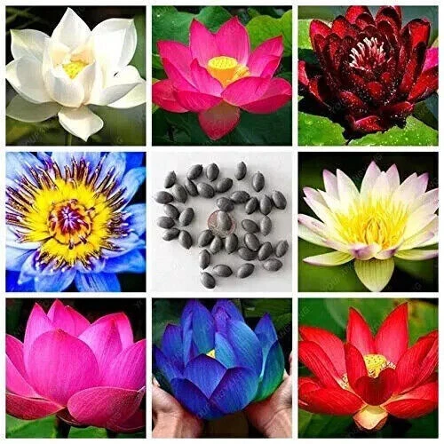 Lotus Mix Blumen samen handverlesen Wasser Pflanzen Garten 10X Samen Seed - Bild 11 von 11