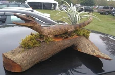 Alligator Taxidermy Display