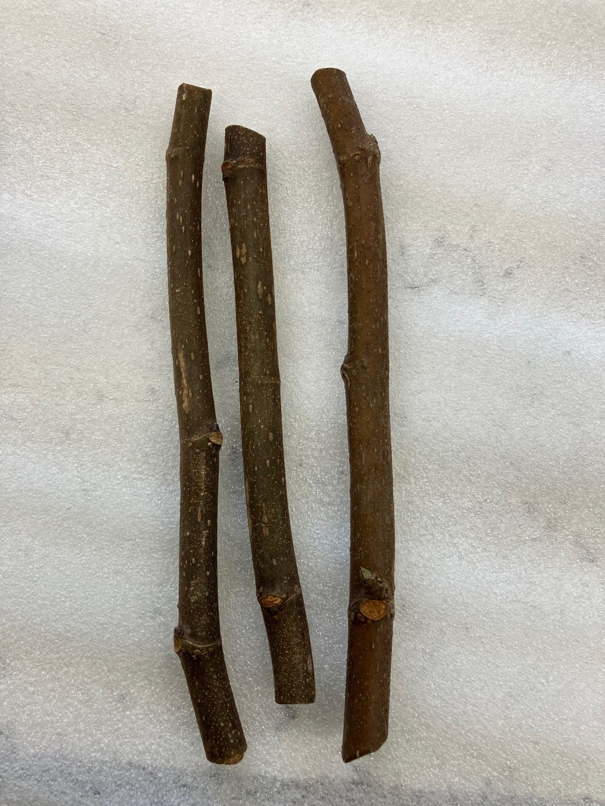 3 Florea Michurinska-10 FIG TREE CUTTINGS FRESH From Fruiting Tree For Rooting