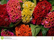 RUSSIAN COCKSCOMB CELOSIA CRISTATA SEEDS COMPACT BUSH 25 CM BRIGHT