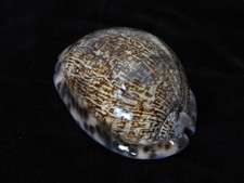 Sea shell Cypraea Mauritia arabica asiatica f.gibba 73.1mm ID#6192