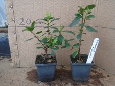 Escallonia resinosa (Curry scented) evergreen shrub in 8 cm pot x2