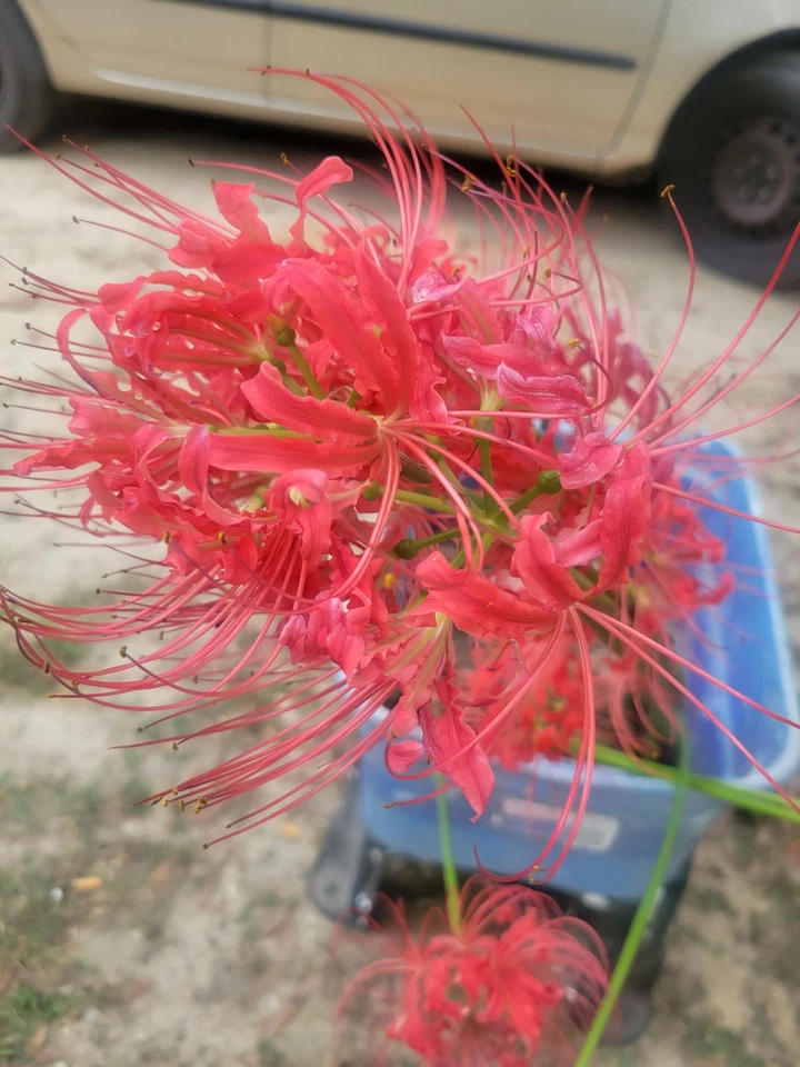10 LARGE Red Spider Lily Bulbs DUG FRESH UPON PURCHASE Lycoris radiata - Image 2 of 4