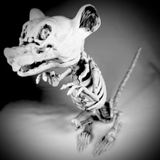 Skeleton Rat Bendable Tail 11 Inch Halloween Figure Spooky Decor Display