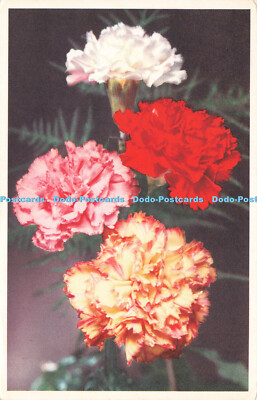R215658 Flower Series No 13 Carnation Valentines