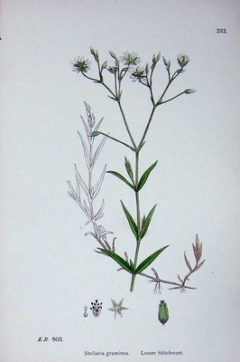 Alter antiker Druck Botanik Pflanzen um 1902 kleineres Stichkraut Stellaria Farbe 20.
