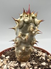 Euphorbia milii f. vulcanii Etna Madagascar cactus Vaso 10. Cm caudex Rara