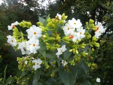 Nyctanthes Arbor Tristis 10 Seeds, Fragrant Night Jasmine Shrub or Small Tree