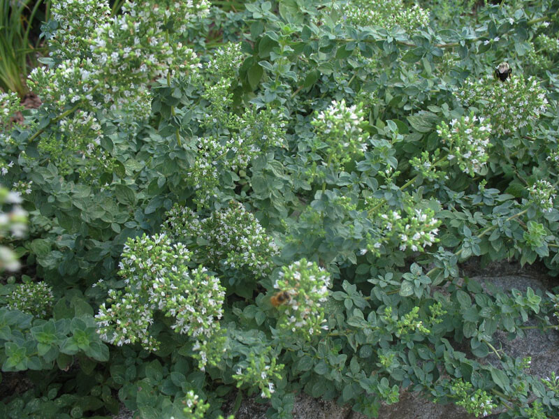 Oregano Hot and Spicy Aromatic herb Popular with Bees Butterflies 9cm Pot