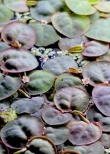 Red Root Floaters 15 Leaves Live Aquarium Floating Plant Phyllanthus Fluitans Red Root Floaters 15 Leaves Live Aquarium Floating Plant Phyllanthus Fluitans