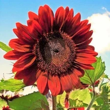 50  Velvet Queen Sunflower Seeds Big Red Blooms with Rouge Burgundy Maroon