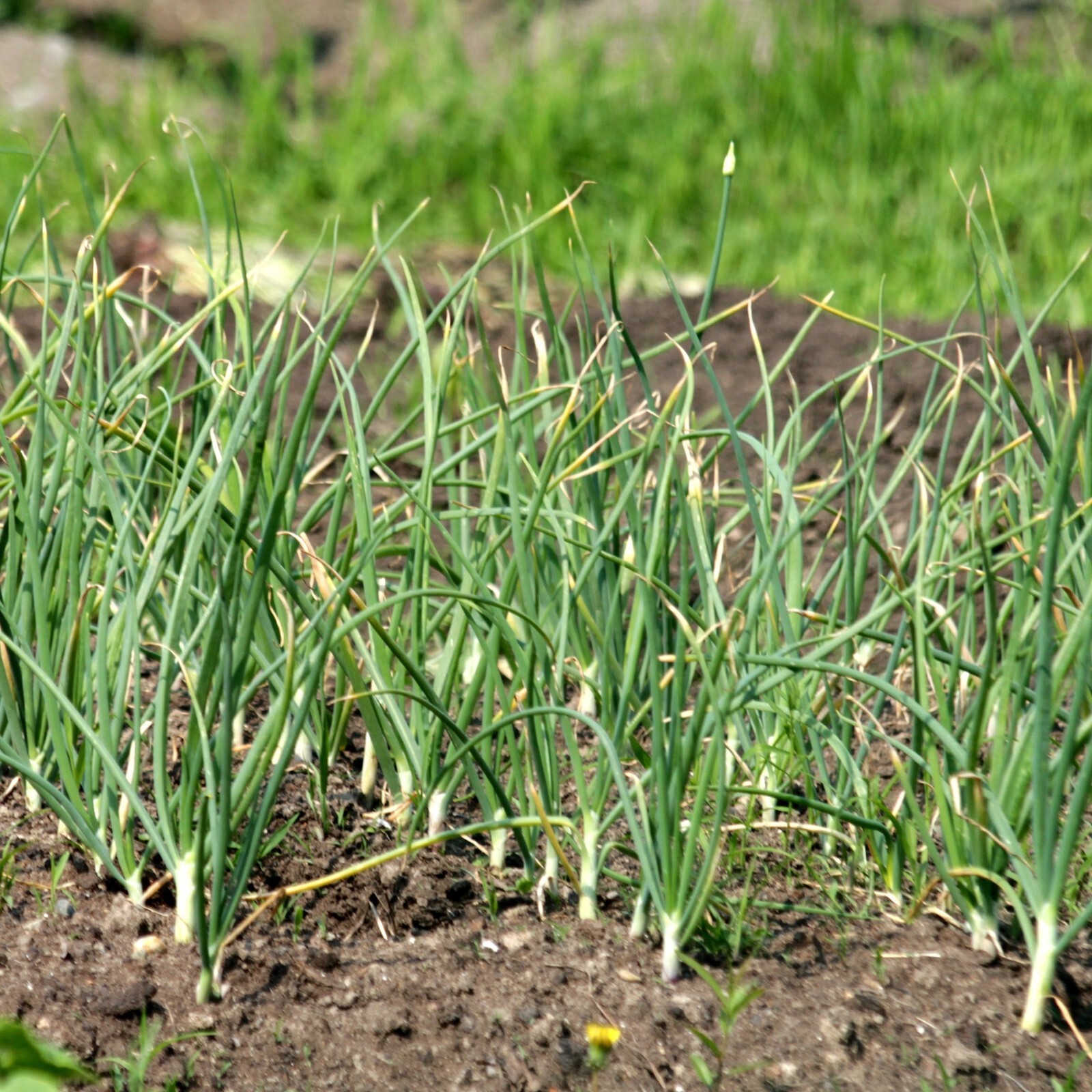 Chives Seeds, Garlic Chives, Non-GMO, High Yield, Easy to Grow, Free Shipping