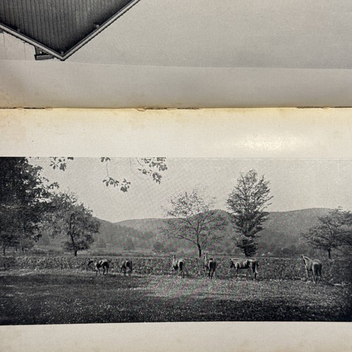 1926 Gestut Harzburg Germany Horse Stud Thoroughbred Dark Ronald Auction Catalog - Picture 22 of 24