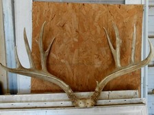26 2/8 WIDE 8x7 Rocky Mountain 186" MULE DEER RACK antlers whitetail elk mount