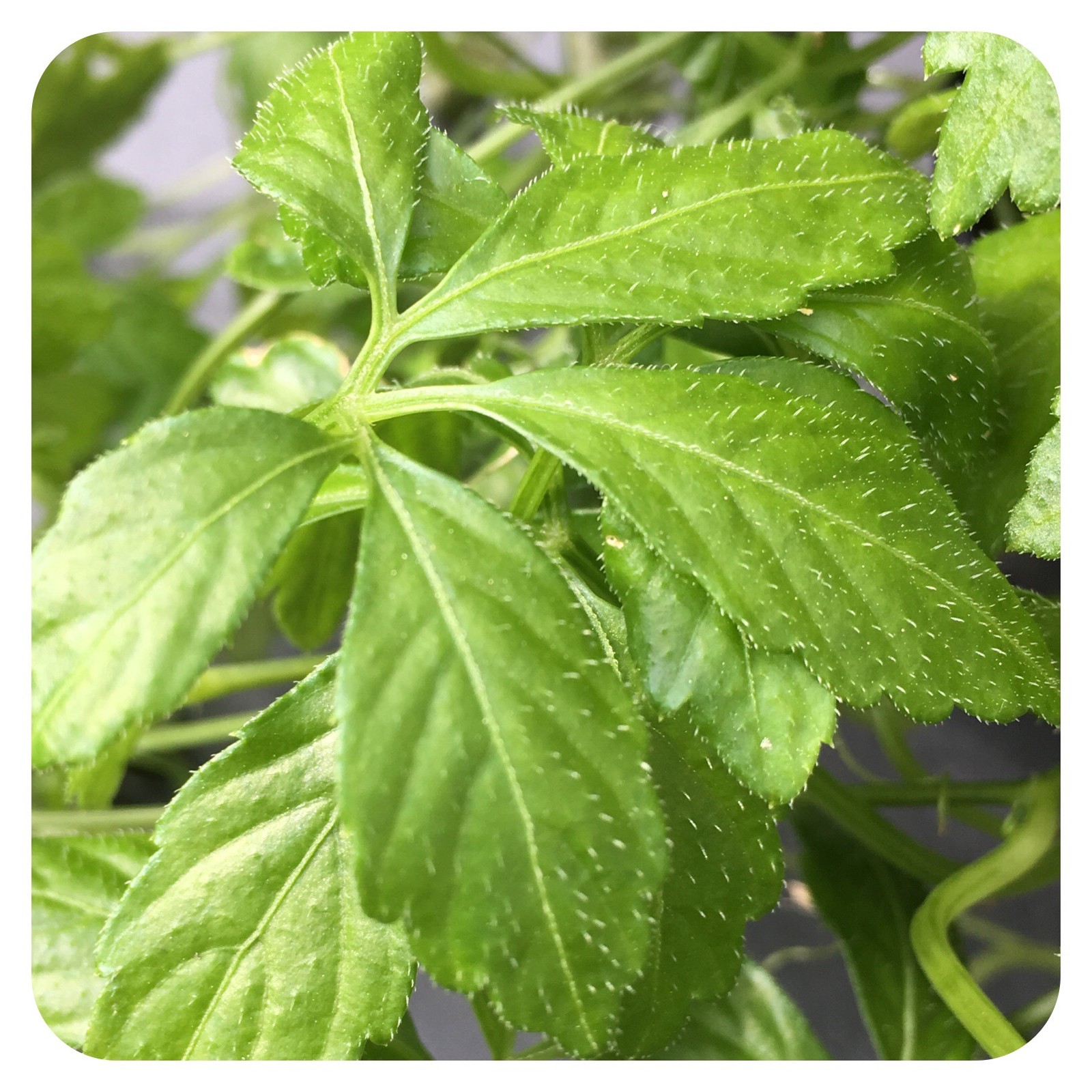 Jiaogulan Gynostemma pentaphyllum hierba de la inmortalidad mejor que el ginseng