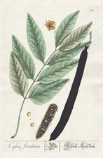 Tube Cassia Fistula Tree Botany Blackwell Herbal Book Engraving