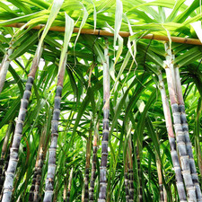 Set 20 Sticks Purple Sugarcane 12 Inches Stalks Fresh Cuttings