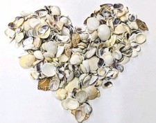 Lot of Mixed Crafting Mini Small Shells 4oz Crafts Beach Decor Aquarium