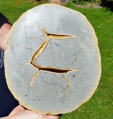 Septarie & Calcit 8550 Gramm - Wienerberger Clay Gruben, Reet, Rumst , Belgien