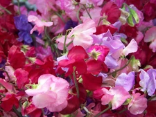 33 SEEDS - sweet pea, ROYAL MIX - FRAGRANT @ - GroCo USA - BUY 15-SHIPS FREE