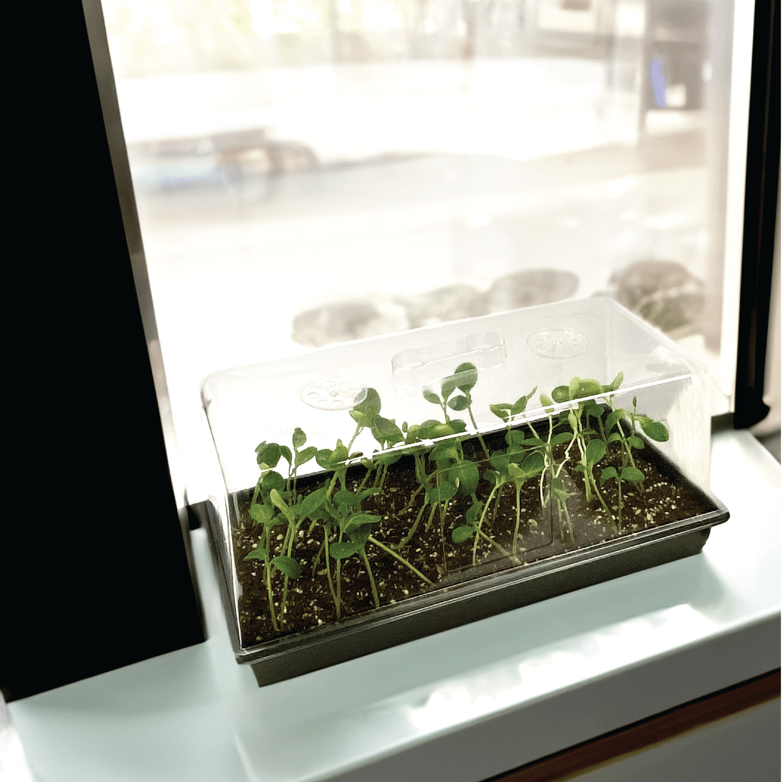 Durable Reusable Seed Starting Tray 11In. X 22 In. (1 Pack)