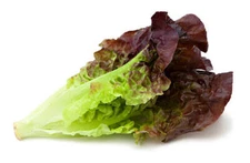 1000 RED ROMAINE LETTUCE SEEDS ~ heirloomseedguy ~ 2026 ~ NON-GMO