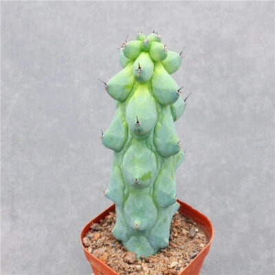 CACTUS PLANT 10 cm 1-3 pezzi Lophocereus schottii vivo var.monstrosus bellissima piantagione rara