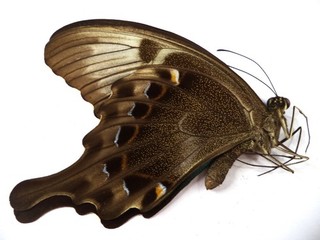 UNMOUNTED BUTTERFLY PAPILIO PERANTHUS 1 PC From Muna
