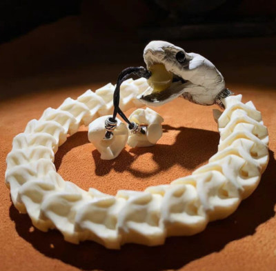 100% Natural Genuine Snake Head Spine Bone Skeleton Vertebrata