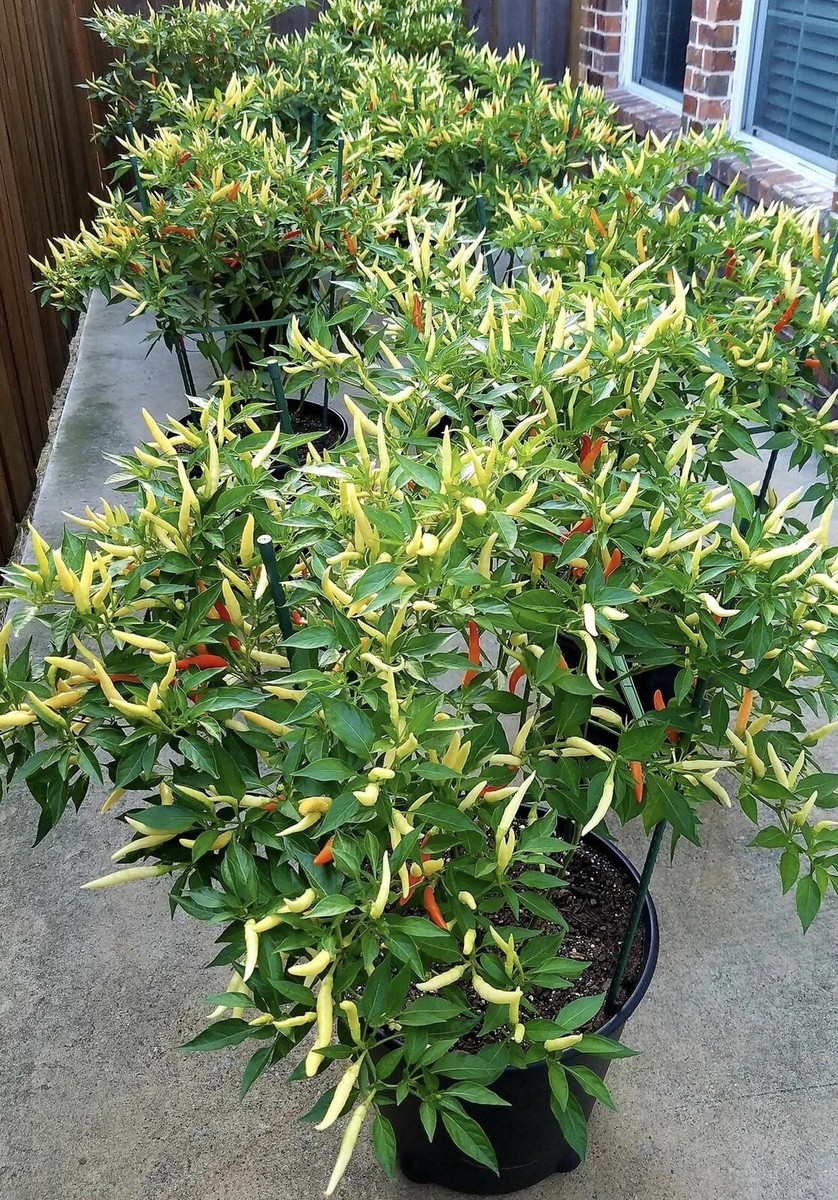 indoor olivenbaum Künstlicher Olivenbaum – 240 cm