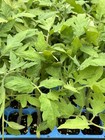 Lot of 2 GOLIATH TOMATO LIVE PLANTS 6 to 10 inches 60 Days Old