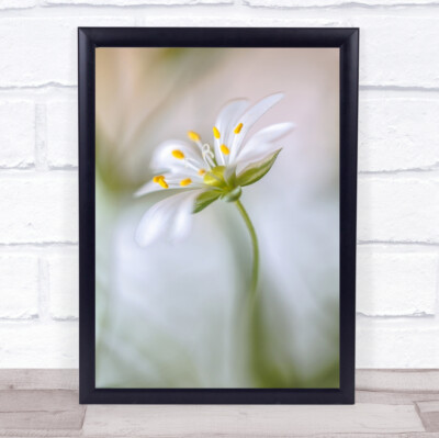 Stitchwort Soft Flower L Bokeh zart verschwommen schließen Wandbilddruck