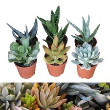 6 Aloe Vera Succulent Mixed Plants - 3 Aloe Vera & 3 Succulents in 5.5cm Pots