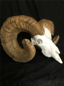 B C 200 Bighorn Sheep Repro Horns Deer Elk Antlers Antler Taxidermy Ebay