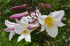 1 - THE REGAL LILY Perennial Flower Bulb - STUNNING & AWARD WINNING BEAUTY