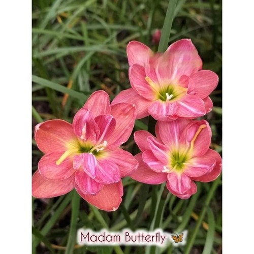 1 bulb AUTHENTIC Rain Lily Zephyranthes 70-150mm size (130 varieties) page 3 - Picture 34 of 49