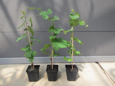 Vitis 'Chardonnay' - Wein Rebe - winterharte veredelte Pflanze 30-50cm  Weinstock | eBay.de