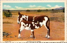 Hot Meals at All Hours BABY DONKEY FEEDING from MOTHER animal Linen Postcard