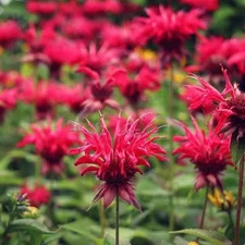 1000 Red Bee Balm Seeds Monarda – Fiery Perennial Flower for Hummingbirds