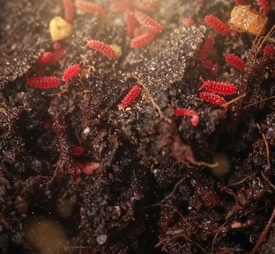 60+Red (Lobella sp.)Reptile Supplies/Pet Supplies
