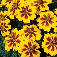 French Marigold Naughty Marrietta Seeds, Dwarf Compact,  FREE SHIPPING