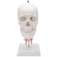 SchäDel Anatomie Modell Lebensgroß 4 Teilig Flexible HalswirbelsäUle