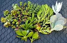 20+ Easy Succulent Cuttings - Mixed Varieties with Instructions & Free Shipping