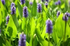 Pontederia cordata Pickerel Weed Aquatic Marginal Pond BogPlant Buy 2 get 1 free