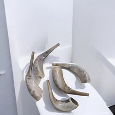 Kosher Polished Ram's Horn Shofar from Israel Jerusal 12   - 14  / 30 cm - 35 c