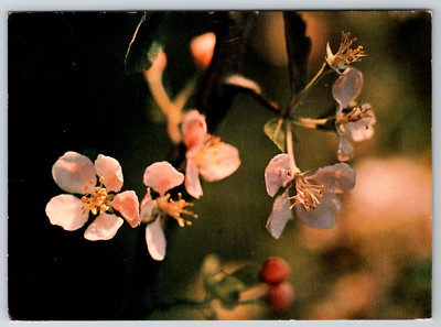 c1960s Crab Apple Blossoms Joan Liffring-Zug Vintage Postcard Continental
