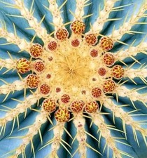 Ferocactus glaucescens SEEDS -  - SEMI di Cactus Raro