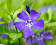 (12) Creeping Myrtle- Vinca Variegated Trailing Vine Plant, Vinca Minor -