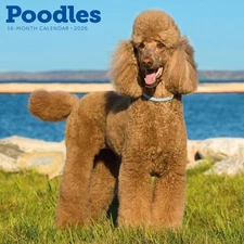 Carousel Calendars,  Poodles 2026 Wall Calendar, 12'' X 12'', 16-Month Calendar