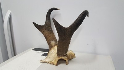 really good PRONGHORN ANTELOPE HORNS antlers whitetail mule mount taxidermy elk